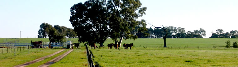 Landscape image of horse paddocks